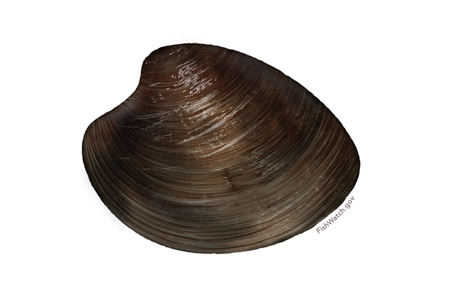 Clam Muscle