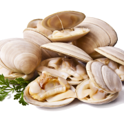 Clam PNG Cutout
