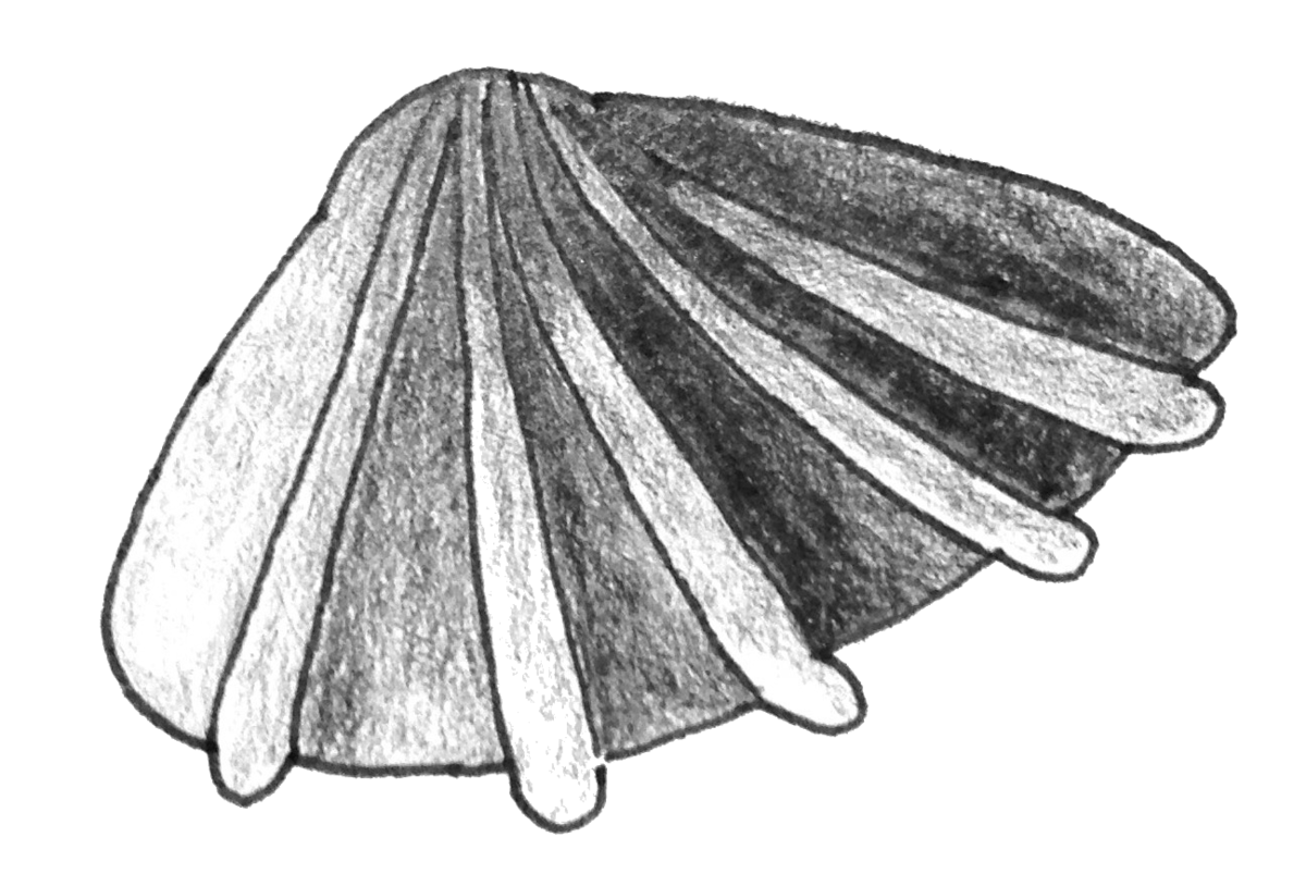 Clam PNG File