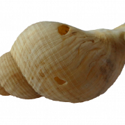 Clam PNG Image