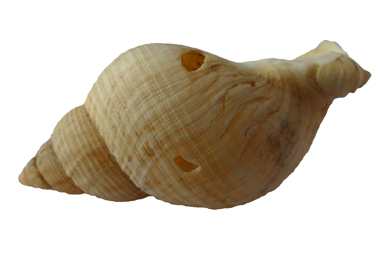 Clam PNG Image