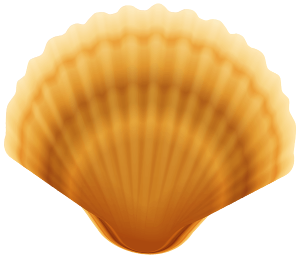Clam PNG Photo