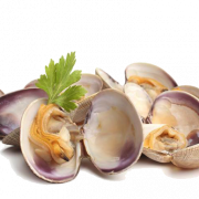 Clam PNG Pic