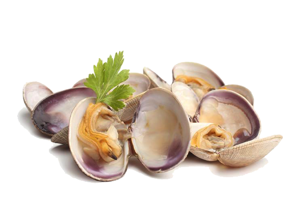 Clam PNG Pic