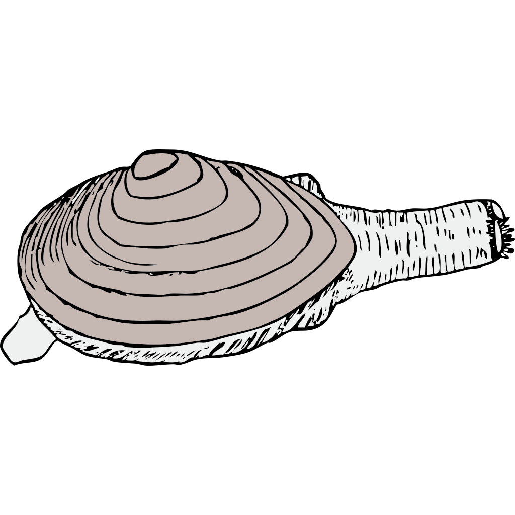Clam PNG Picture
