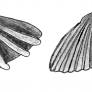 Clam Shell PNG