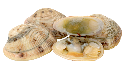 Clam Shell PNG File