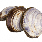 Clam Shell PNG Image