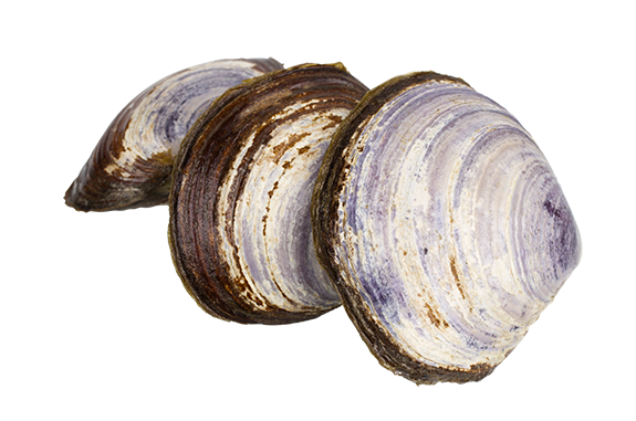 Clam Shell PNG Image