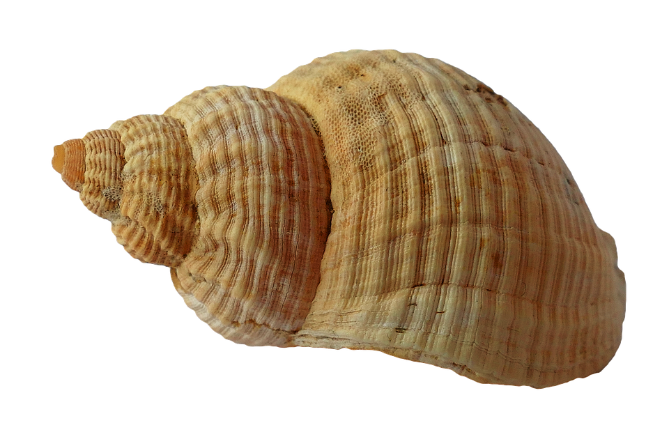 Clam Shell PNG Photo