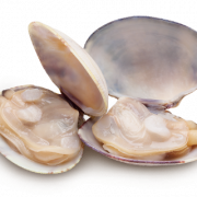 Clam Shell PNG Pic