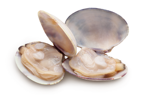 Clam Shell PNG Pic