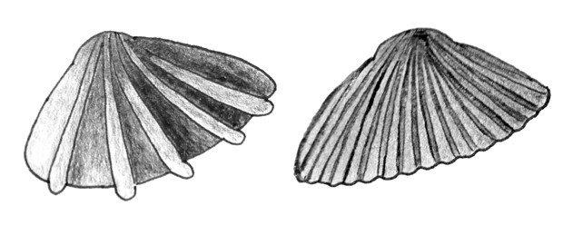 Clam Shell PNG