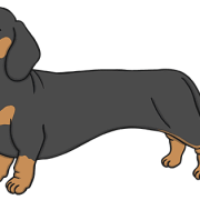 Dachshund Black PNG Picture