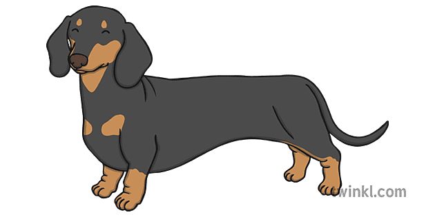 Dachshund Black PNG Picture