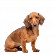 Dachshund Cute PNG Image