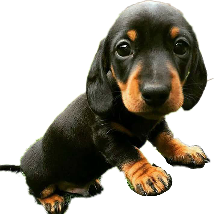 Dachshund Cute PNG Images