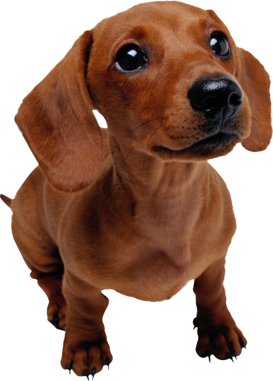 Dachshund Cute PNG Picture