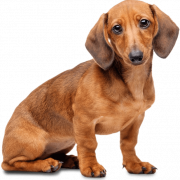 Dachshund PNG File