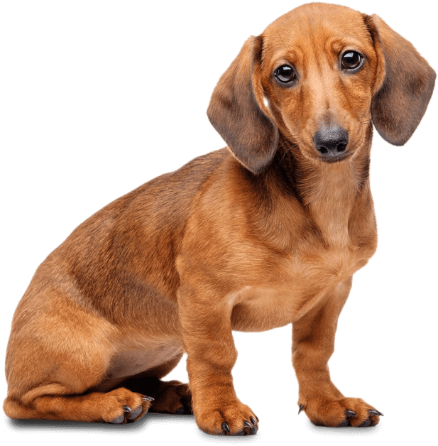 Dachshund PNG File