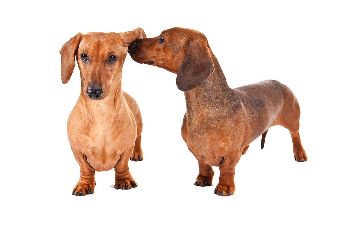Dachshund PNG Picture