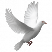 Dove PNG Free Image