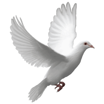 Dove PNG Free Image