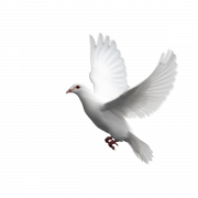 Dove PNG HD Image
