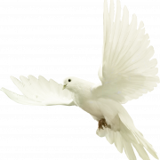 Dove PNG Image HD