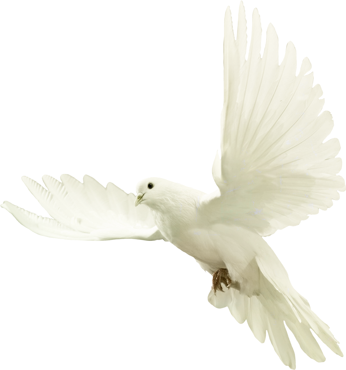 Dove PNG Image HD