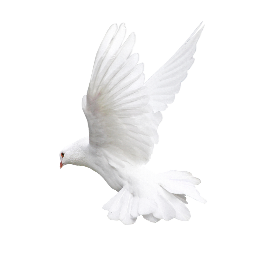 Dove PNG Image
