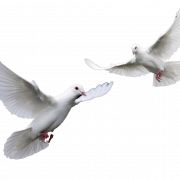 Dove PNG Images HD