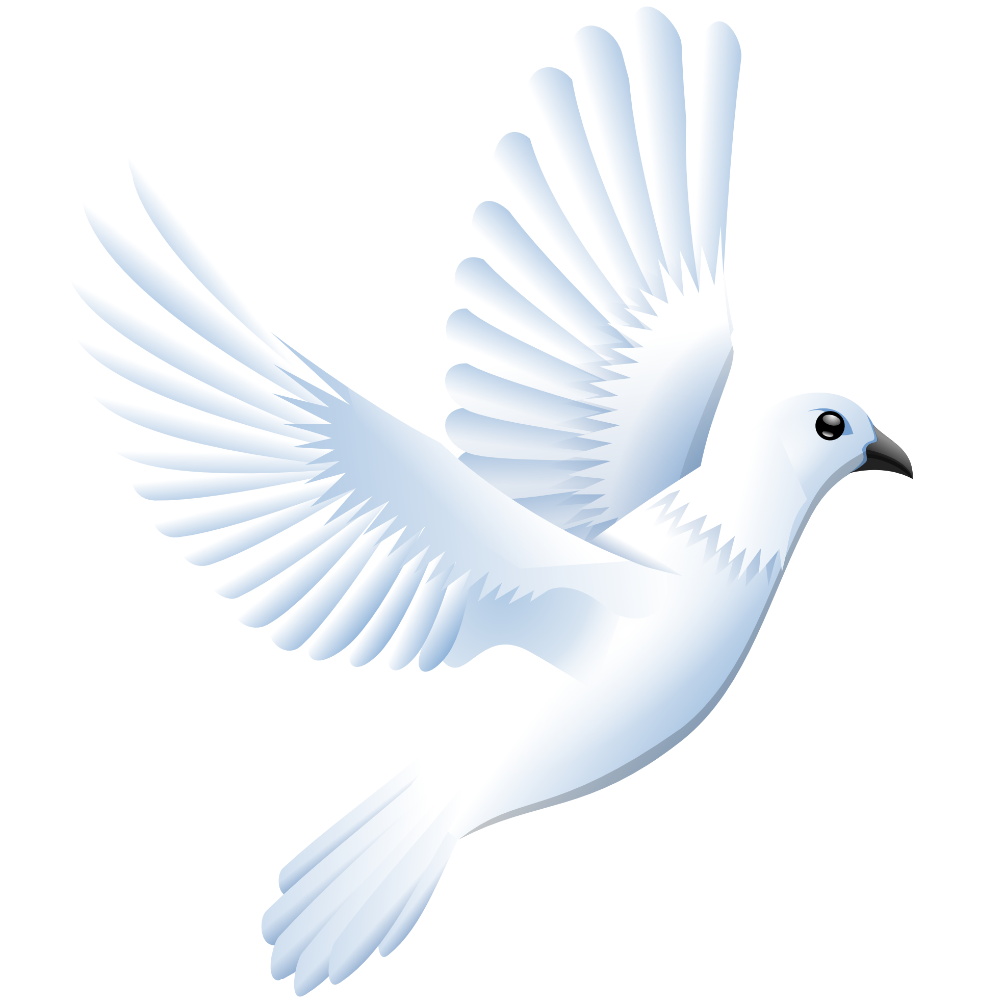 Dove PNG Images