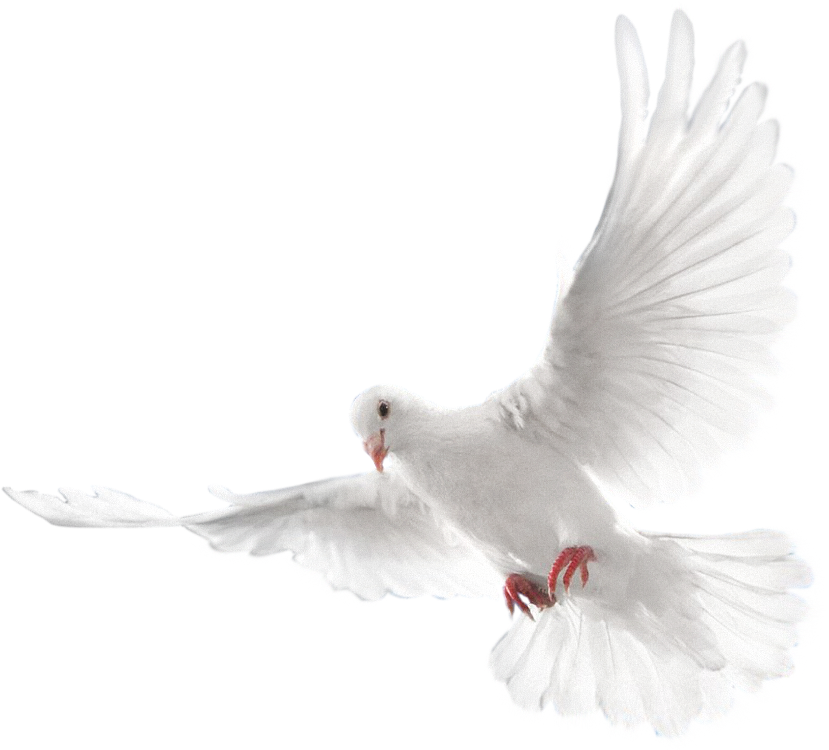 Dove PNG Picture