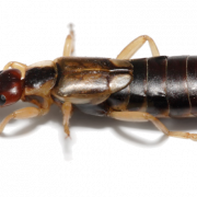 Earwig Bug PNG