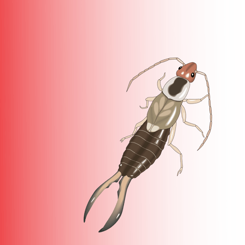 Earwig Bug PNG Cutout