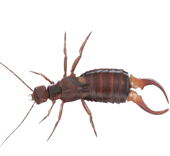 Earwig Bug PNG Image