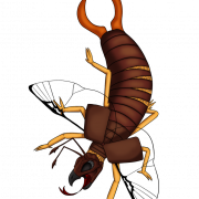 Earwig Bug PNG Images