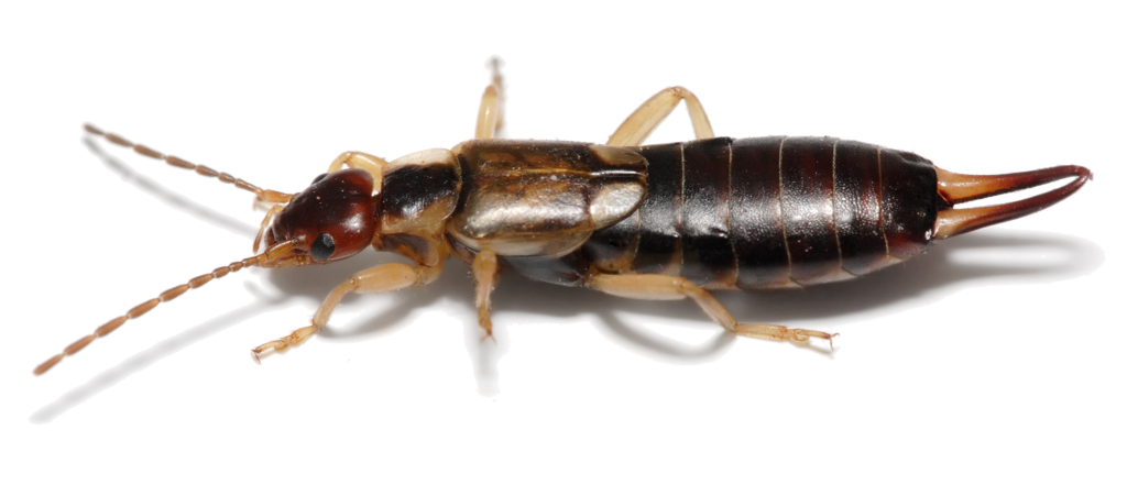 Earwig Bug PNG