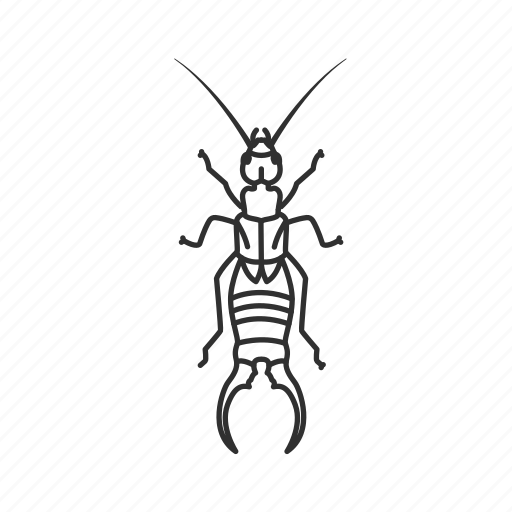 Earwig PNG Picture