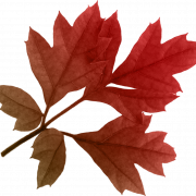 Fall Leaves Background PNG