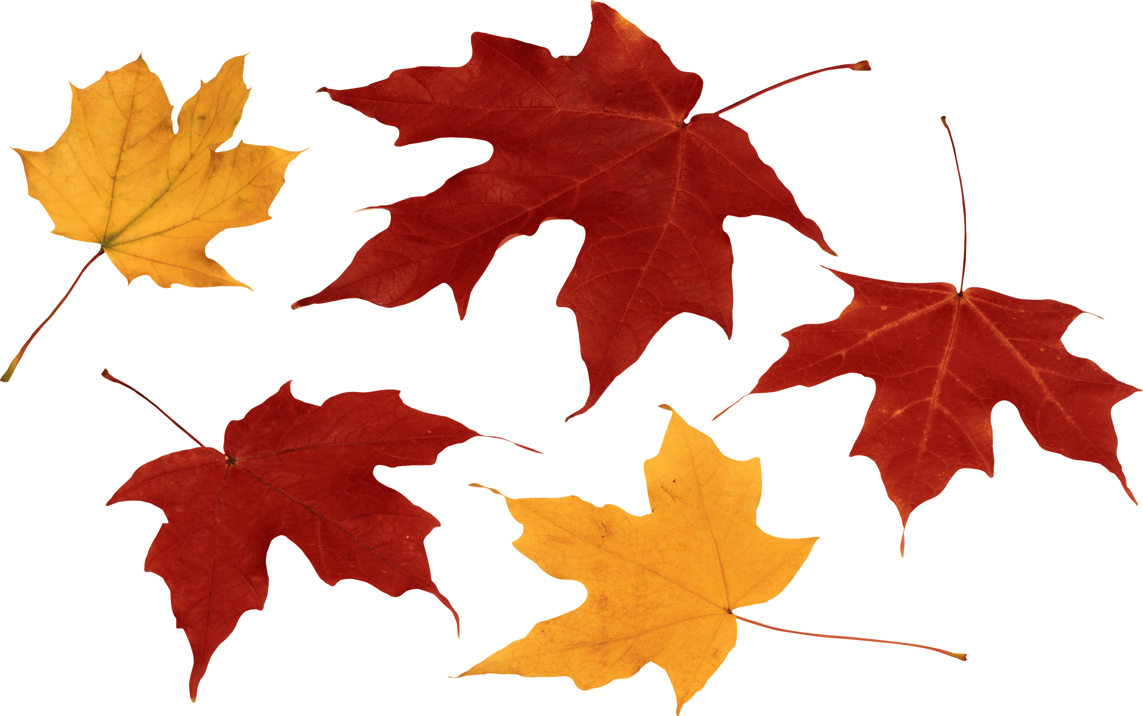 Fall Leaves No Background