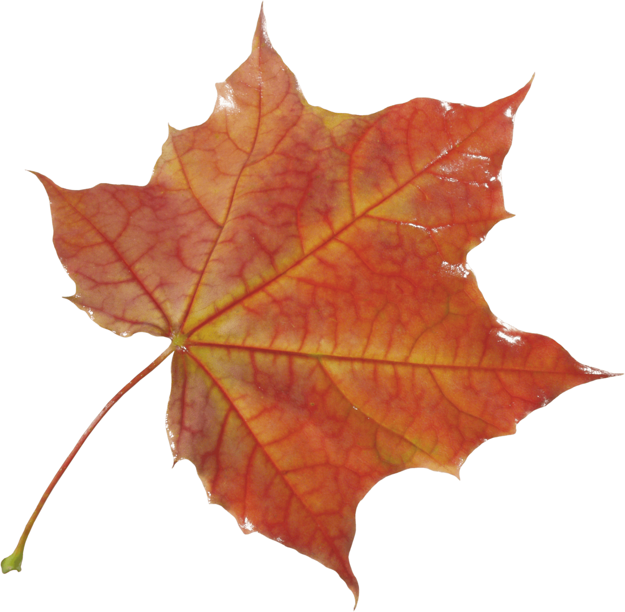Fall Leaves PNG Clipart