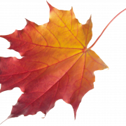 Fall Leaves PNG HD Image