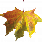 Fall Leaves PNG Image