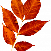 Fall Leaves PNG Image File