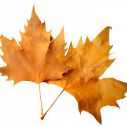 Fall Leaves PNG Image HD