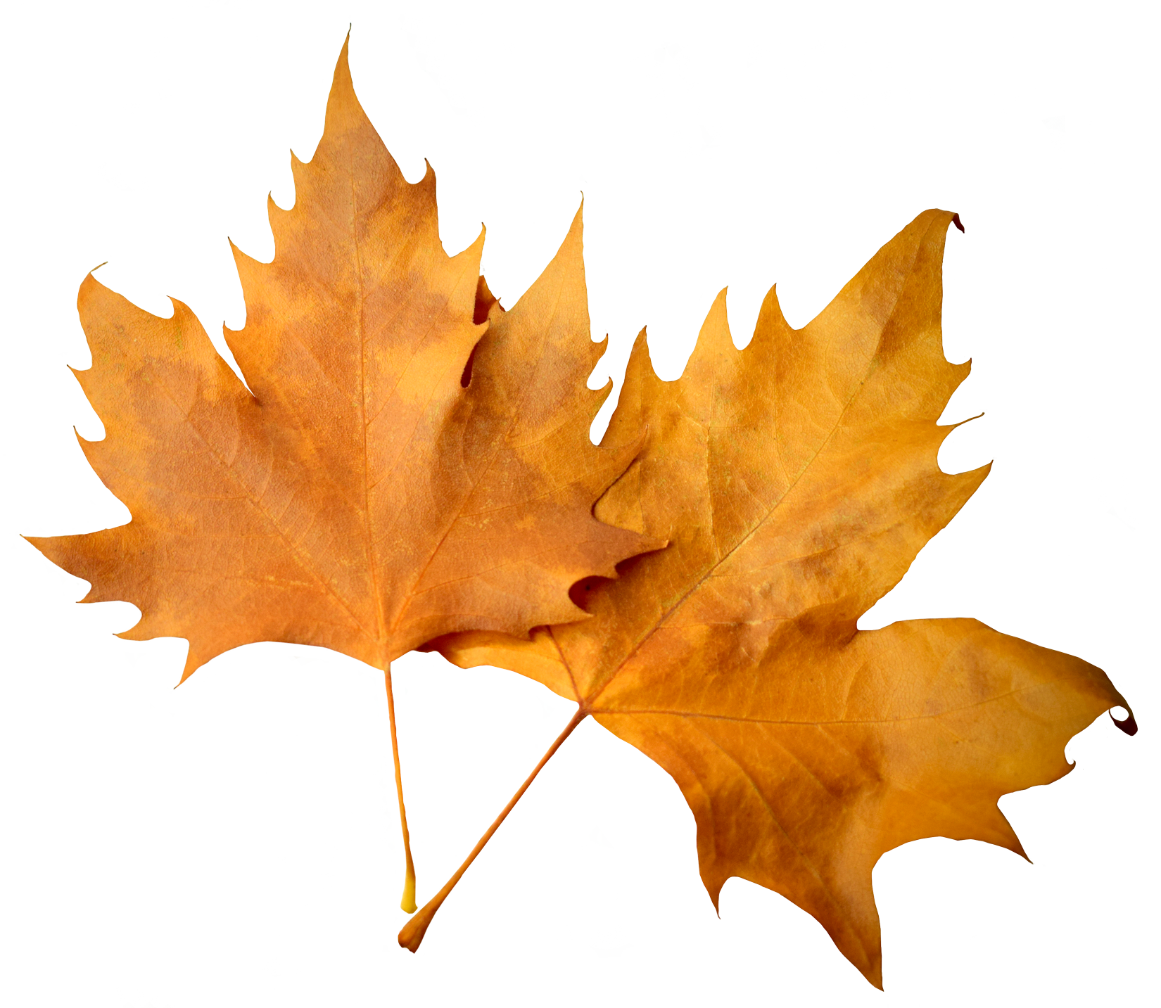 Fall Leaves PNG Transparent Images - PNG All
