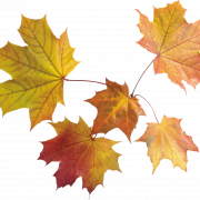 Fall Leaves PNG Photos