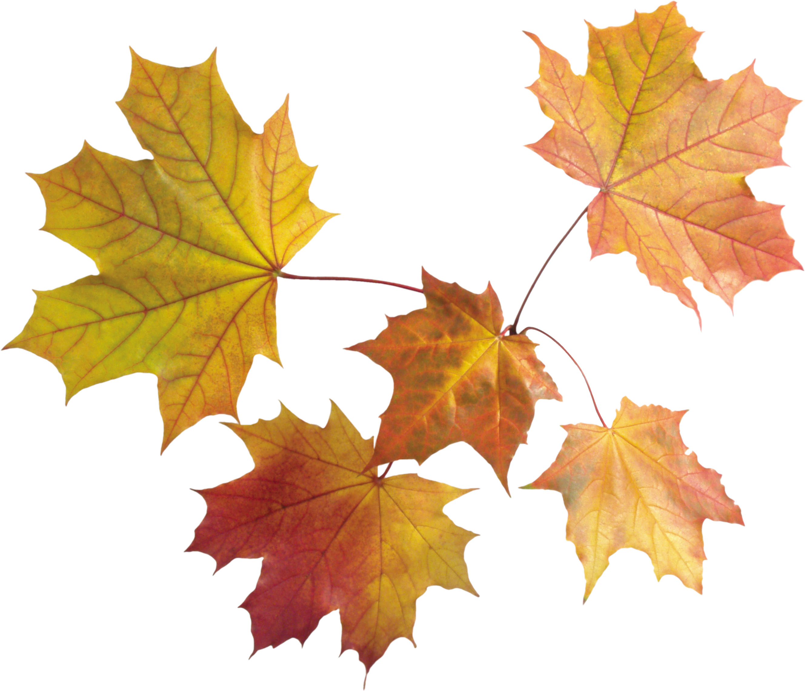 Fall Leaves PNG Photos